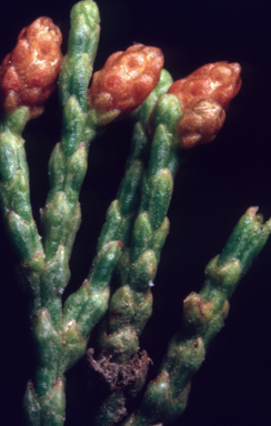 APII jpeg image of Callitris endlicheri  © contact APII