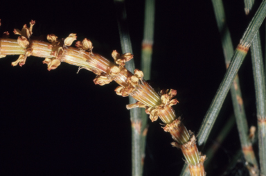 APII jpeg image of Allocasuarina striata  © contact APII