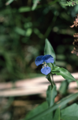 APII jpeg image of Commelina cyanea  © contact APII
