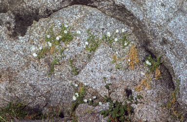 APII jpeg image of Stellaria pungens  © contact APII