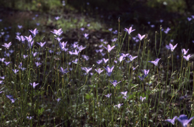 APII jpeg image of Wahlenbergia capillaris  © contact APII