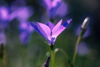 APII jpeg image of Wahlenbergia capillaris  © contact APII