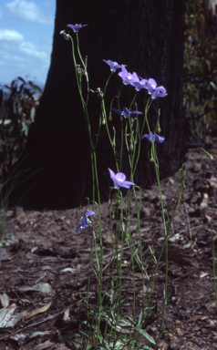 APII jpeg image of Wahlenbergia capillaris  © contact APII