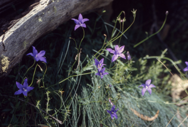 APII jpeg image of Wahlenbergia  © contact APII