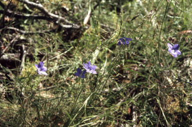 APII jpeg image of Wahlenbergia  © contact APII