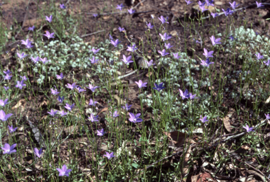 APII jpeg image of Wahlenbergia capillaris  © contact APII