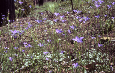 APII jpeg image of Wahlenbergia  © contact APII
