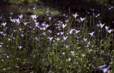 APII jpeg image of Wahlenbergia capillaris  © contact APII