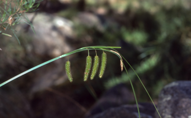 APII jpeg image of Carex iynx  © contact APII