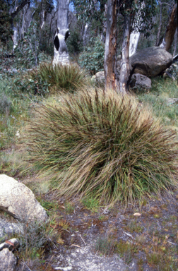 APII jpeg image of Gahnia subaequiglumis  © contact APII