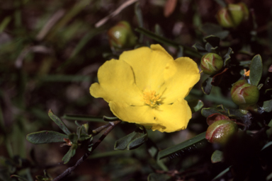 APII jpeg image of Hibbertia obtusifolia  © contact APII
