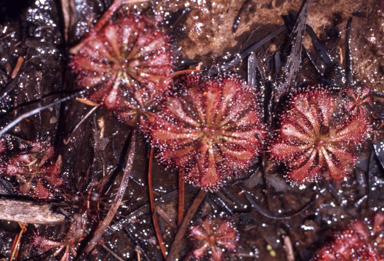 APII jpeg image of Drosera peltata  © contact APII