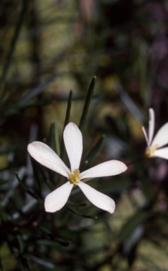 APII jpeg image of Ricinocarpos pinifolius  © contact APII