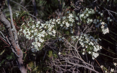 APII jpeg image of Ricinocarpos pinifolius  © contact APII