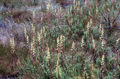 APII jpeg image of Dracophyllum continentis  © contact APII
