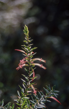 APII jpeg image of Styphelia triflora  © contact APII