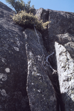 APII jpeg image of Epacris robusta  © contact APII
