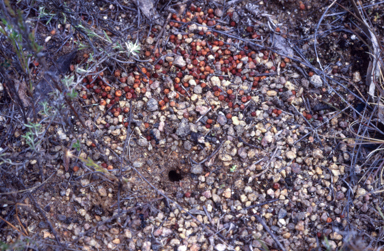 APII jpeg image of Brachyloma  © contact APII