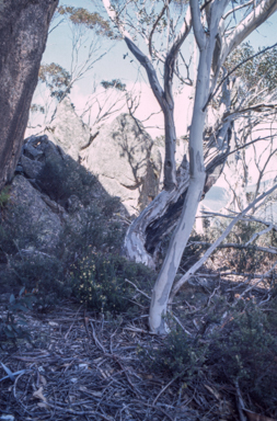 APII jpeg image of Epacris robusta  © contact APII