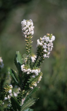 APII jpeg image of Woollsia pungens  © contact APII