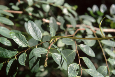 APII jpeg image of Breynia oblongifolia  © contact APII