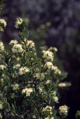 APII jpeg image of Micrantheum  © contact APII