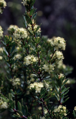 APII jpeg image of Micrantheum  © contact APII