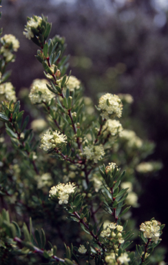 APII jpeg image of Micrantheum  © contact APII