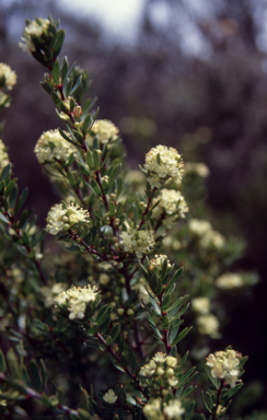 APII jpeg image of Micrantheum  © contact APII