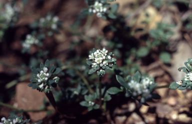 APII jpeg image of Poranthera microphylla  © contact APII