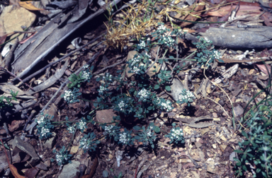 APII jpeg image of Poranthera microphylla  © contact APII