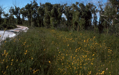 APII jpeg image of Dillwynia floribunda  © contact APII