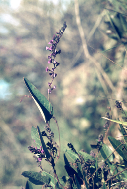APII jpeg image of Hardenbergia violacea  © contact APII