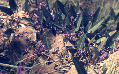 APII jpeg image of Hardenbergia violacea  © contact APII