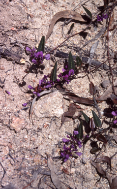 APII jpeg image of Hardenbergia violacea  © contact APII