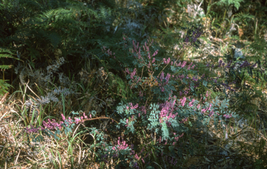 APII jpeg image of Indigofera australis  © contact APII