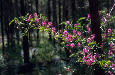 APII jpeg image of Indigofera australis  © contact APII