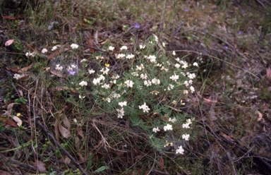 APII jpeg image of Lotus australis  © contact APII