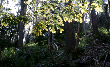 APII jpeg image of Nothofagus cunninghamii  © contact APII