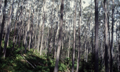 APII jpeg image of Eucalyptus regnans  © contact APII