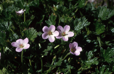 APII jpeg image of Geranium obtusisepalum  © contact APII