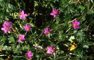 APII jpeg image of Geranium antrorsum  © contact APII