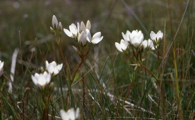 APII jpeg image of Gentianella cunninghamii  © contact APII