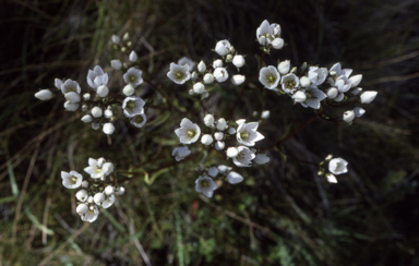 APII jpeg image of Gentianella cunninghamii  © contact APII