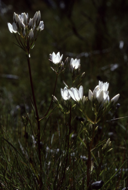 APII jpeg image of Gentianella diemensis  © contact APII