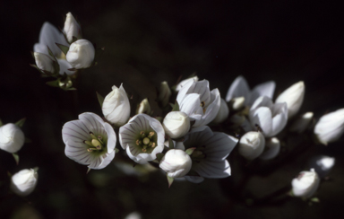 APII jpeg image of Gentianella diemensis  © contact APII