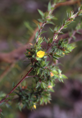 APII jpeg image of Pultenaea villifera  © contact APII