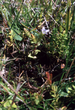APII jpeg image of Gentiana baeuerlenii  © contact APII