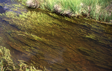 APII jpeg image of Myriophyllum simulans  © contact APII