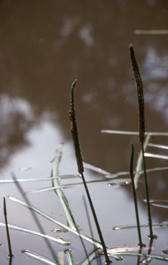 APII jpeg image of Cycnogeton procerum  © contact APII